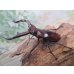 画像1: ☆新成虫☆マンディブラリスフタマタクワガタ（赤マンディ）♂74ミリ♀43ミリペア販売！！ (1)