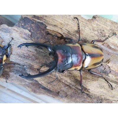 画像2: ☆人気種☆ファブリースノコギリクワガタ（亜種タカクワイ）♂66ミリ♀38ミリ＋♀36ミリ計3頭の新成虫トリオ頭販売！！