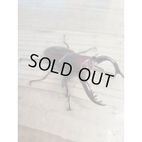 新成虫!フォルスターフタマタクワガタ(亜種ニシ)♂80ミリ単品販売!!