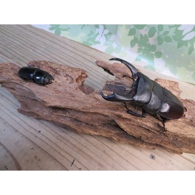 画像5: ☆新成虫☆テイオウヒラタクワガタ♂91ミリ♀40ミリペア販売！！