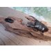 画像5: ☆新成虫☆テイオウヒラタクワガタ♂91ミリ♀40ミリペア販売！！ (5)