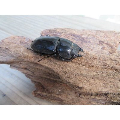 画像4: ☆新成虫☆テイオウヒラタクワガタ♂91ミリ♀40ミリペア販売！！