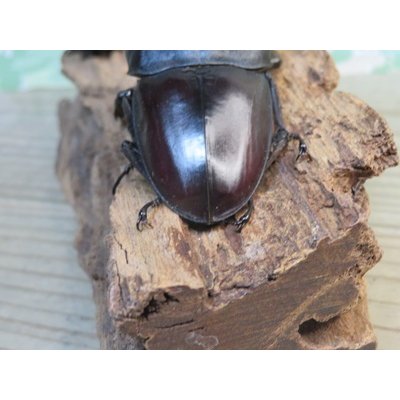 画像3: ☆新成虫☆テイオウヒラタクワガタ♂91ミリ♀40ミリペア販売！！