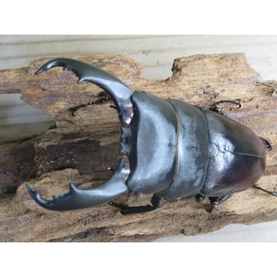 画像2: ☆新成虫☆テイオウヒラタクワガタ♂91ミリ♀40ミリペア販売！！