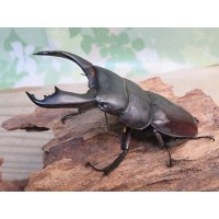 ☆新成虫☆テイオウヒラタクワガタ♂91ミリ♀40ミリペア販売！！