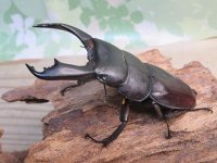 ☆新成虫☆テイオウヒラタクワガタ♂91ミリ♀40ミリペア販売！！