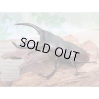 ☆新成虫☆テイオウヒラタクワガタ♂91ミリ♀46ミリペア販売！！