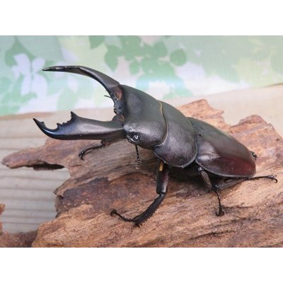 画像1: ☆新成虫☆テイオウヒラタクワガタ♂91ミリ♀40ミリペア販売！！