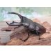 画像1: ☆新成虫☆テイオウヒラタクワガタ♂91ミリ♀40ミリペア販売！！ (1)