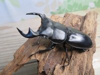 ☆ホワイトアイ☆アンタエウスオオクワガタ（マレーアンテ）初二令幼虫3頭セット販売！！