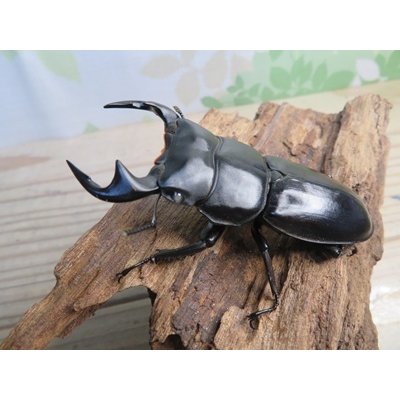 画像1: ☆ホワイトアイ☆アンタエウスオオクワガタ（マレーアンテ）初二令幼虫3頭セット販売！！