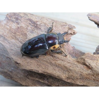 画像4: ☆人気種☆ファブリースノコギリクワガタ（亜種タカクワイ）♂78ミリ♀38ミリ新成虫ペア販売！！