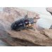 画像4: ☆人気種☆ファブリースノコギリクワガタ（亜種タカクワイ）♂78ミリ♀38ミリ新成虫ペア販売！！ (4)