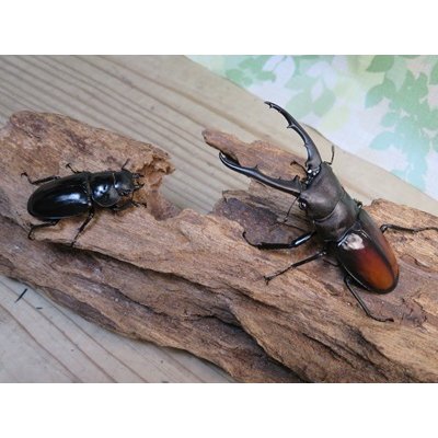 画像5: ☆WF1☆ツカモトフタマタクワガタ♂76ミリ♀42ミリ新成虫ペア販売！！