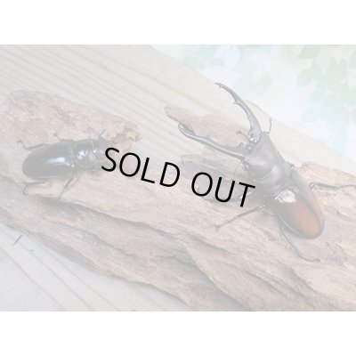 画像5: ☆WF1☆ツカモトフタマタクワガタ♂76ミリ♀42ミリ新成虫ペア販売！！