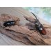 画像5: ☆WF1☆ツカモトフタマタクワガタ♂76ミリ♀42ミリ新成虫ペア販売！！ (5)