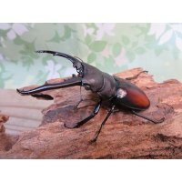 ☆WF1☆ツカモトフタマタクワガタ♂76ミリ♀42ミリ新成虫ペア販売！！