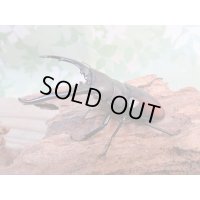 ☆WF1☆ツカモトフタマタクワガタ♂76ミリ♀42ミリ新成虫ペア販売！！