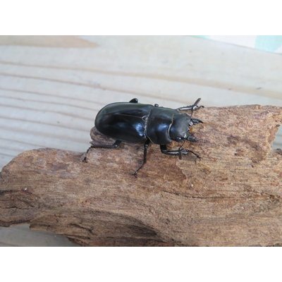 画像4: ☆新成虫☆メルキオリティスフタマタクワガタ♂74ミリ♀38ミリペア販売！！
