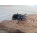 画像4: ☆新成虫☆メルキオリティスフタマタクワガタ♂74ミリ♀38ミリペア販売！！ (4)