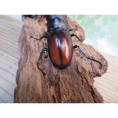 画像3: ☆WF1☆ツカモトフタマタクワガタ♂76ミリ♀42ミリ新成虫ペア販売！！