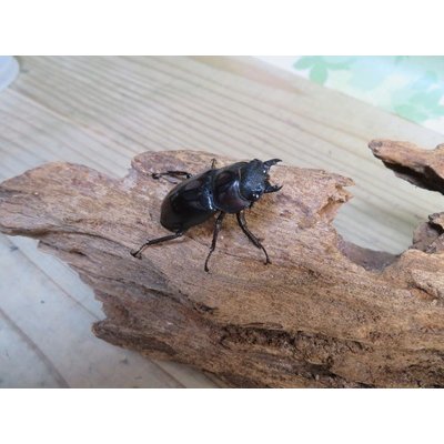 画像4: ☆サバ産☆マンディブラリスフタマタクワガタ（赤マンディ）♂68.5ミリ♀39ミリ新成虫ペア販売！！