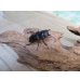 画像4: ☆サバ産☆マンディブラリスフタマタクワガタ（赤マンディ）♂68.5ミリ♀39ミリ新成虫ペア販売！！ (4)