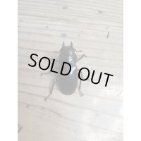 ☆新成虫☆フォルスターフタマタクワガタ（亜種ニシ）♀41ミリ単品販売！！