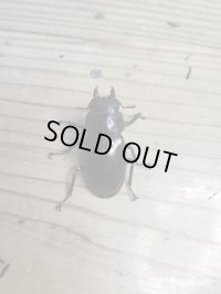 ☆新成虫☆フォルスターフタマタクワガタ（亜種ニシ）♀41ミリ単品販売！！