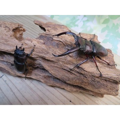 画像5: ☆サバ産☆マンディブラリスフタマタクワガタ（赤マンディ）♂68.5ミリ♀39ミリ新成虫ペア販売！！