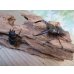 画像5: ☆サバ産☆マンディブラリスフタマタクワガタ（赤マンディ）♂68.5ミリ♀39ミリ新成虫ペア販売！！ (5)