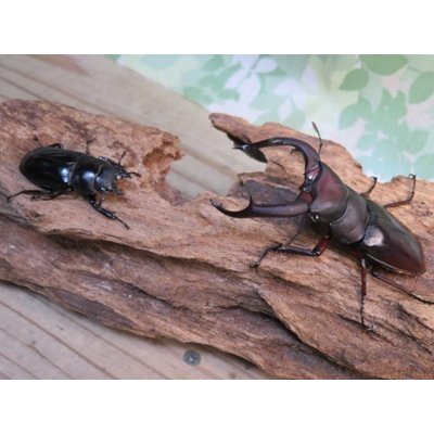 画像5: ☆新成虫☆メルキオリティスフタマタクワガタ♂74ミリ♀38ミリペア販売！！