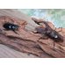 画像5: ☆新成虫☆メルキオリティスフタマタクワガタ♂74ミリ♀38ミリペア販売！！ (5)