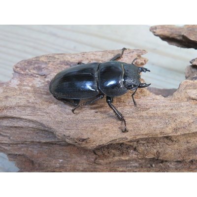 画像4: ☆新成虫☆テイオウヒラタクワガタ♂90ミリ♀45ミリペア販売！！