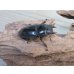 画像4: ☆新成虫☆テイオウヒラタクワガタ♂90ミリ♀45ミリペア販売！！ (4)