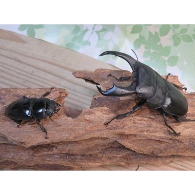 画像5: ☆新成虫☆テイオウヒラタクワガタ♂90ミリ♀45ミリペア販売！！