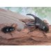 画像5: ☆新成虫☆テイオウヒラタクワガタ♂90ミリ♀45ミリペア販売！！ (5)