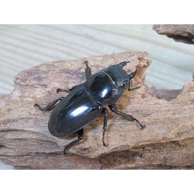 画像4: ☆新成虫☆テイオウヒラタクワガタ♂91ミリ♀45ミリペア販売！！