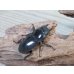 画像4: ☆新成虫☆テイオウヒラタクワガタ♂91ミリ♀45ミリペア販売！！ (4)
