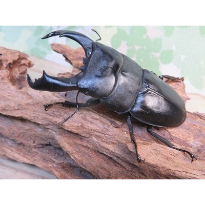 画像1: ☆新成虫☆テイオウヒラタクワガタ♂90ミリ♀45ミリペア販売！！