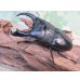 画像1: ☆新成虫☆テイオウヒラタクワガタ♂90ミリ♀45ミリペア販売！！ (1)