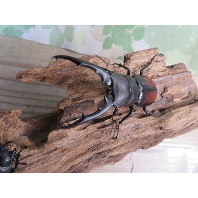 画像2: ☆WF1☆ツカモトフタマタクワガタ♂76ミリ♀42ミリ新成虫ペア販売！！