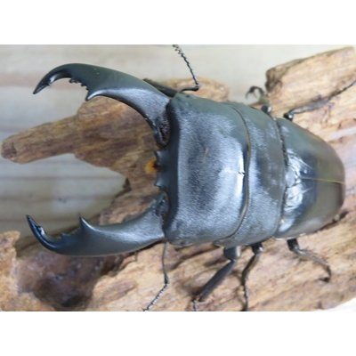 画像2: ☆新成虫☆テイオウヒラタクワガタ♂91ミリ♀45ミリペア販売！！