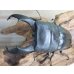 画像2: ☆新成虫☆テイオウヒラタクワガタ♂91ミリ♀45ミリペア販売！！ (2)