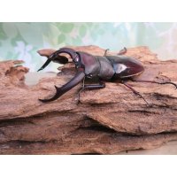 ☆新成虫☆メルキオリティスフタマタクワガタ♂74ミリ♀38ミリペア販売！！