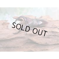 ☆新成虫☆メルキオリティスフタマタクワガタ♂74ミリ♀38ミリペア販売！！