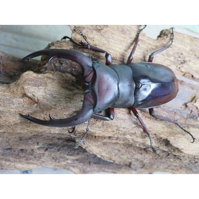 画像2: ☆新成虫☆メルキオリティスフタマタクワガタ♂74ミリ♀38ミリペア販売！！