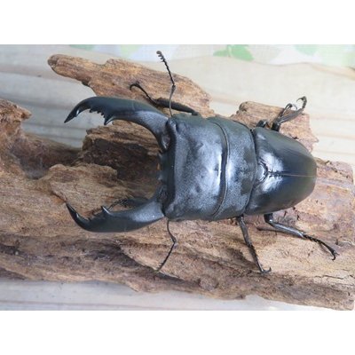 画像2: ☆新成虫☆テイオウヒラタクワガタ♂90ミリ♀45ミリペア販売！！