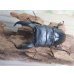 画像2: ☆新成虫☆テイオウヒラタクワガタ♂90ミリ♀45ミリペア販売！！ (2)