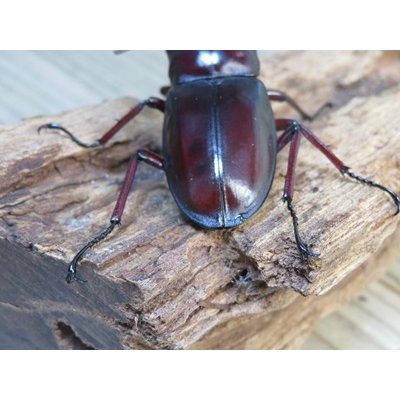画像3: ☆サバ産☆マンディブラリスフタマタクワガタ（赤マンディ）♂68.5ミリ♀39ミリ新成虫ペア販売！！